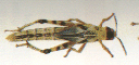 crickets